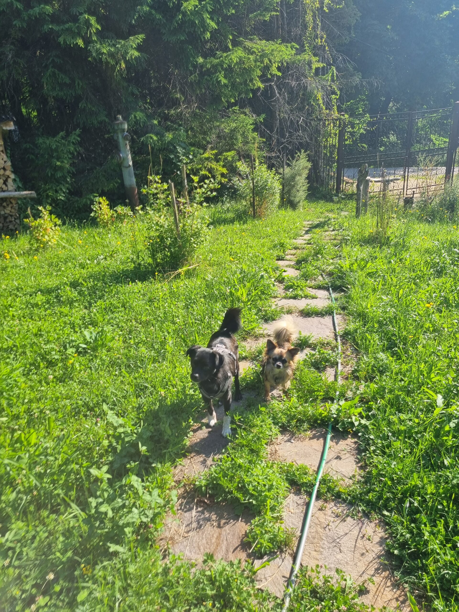 familiäre Hundebetreuung im Hundezentrum Chiemgau, zwei Hunde im Garten