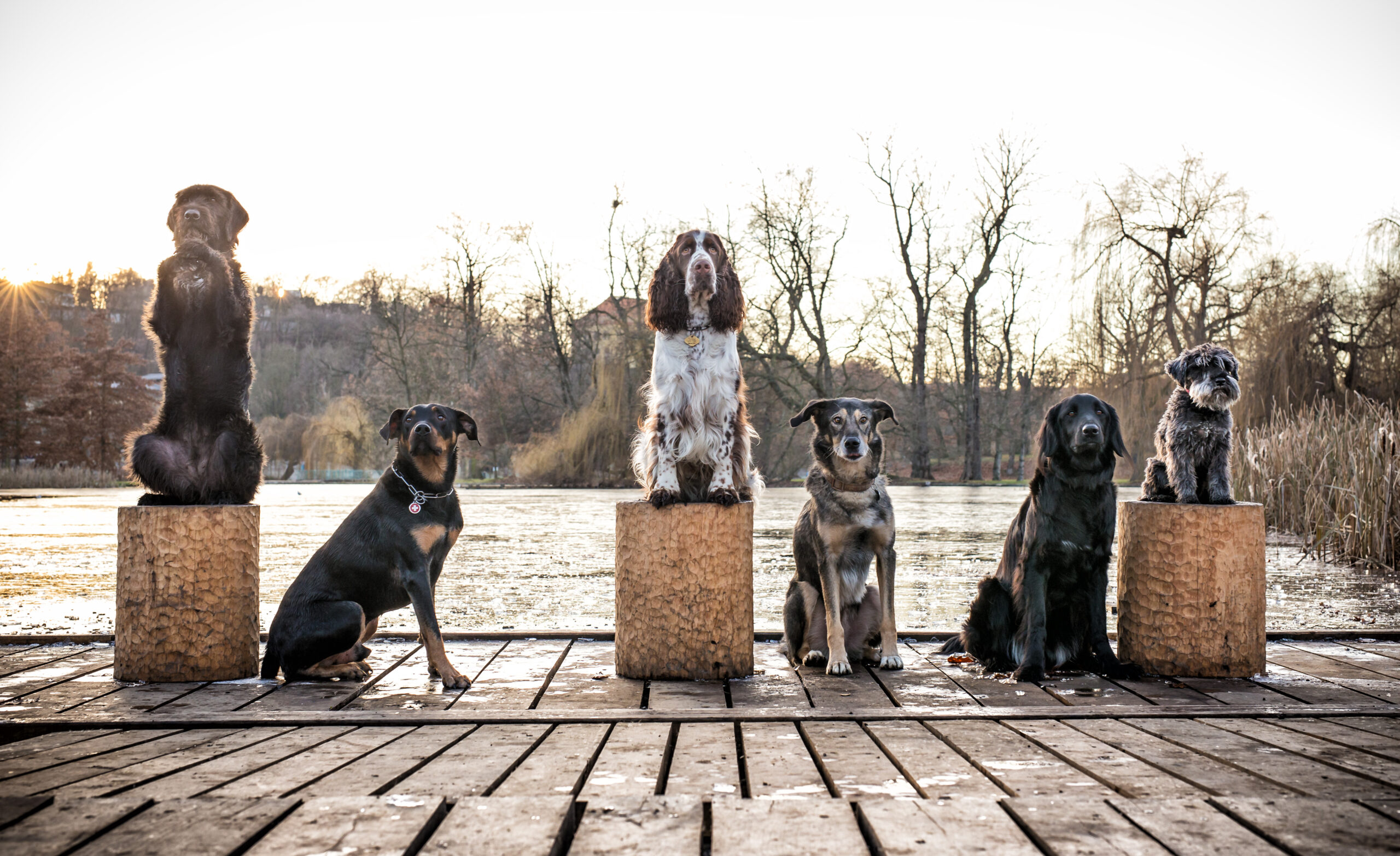 Eine Gruppe Hunde wartet auf das Gruppentraining