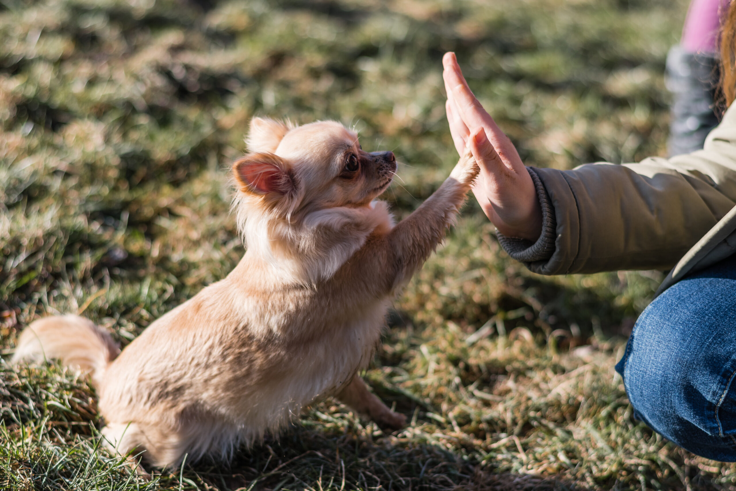 Menschen und Hunde arbeiten zusammen im Hundezentrum Chiemgau, kleiner Hund gibt high five